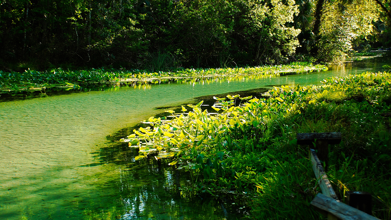 The 7 Best Natural Springs Near Orlando