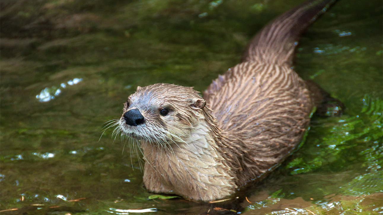 The Complete Guide to Wildlife Watching in Orlando 2026