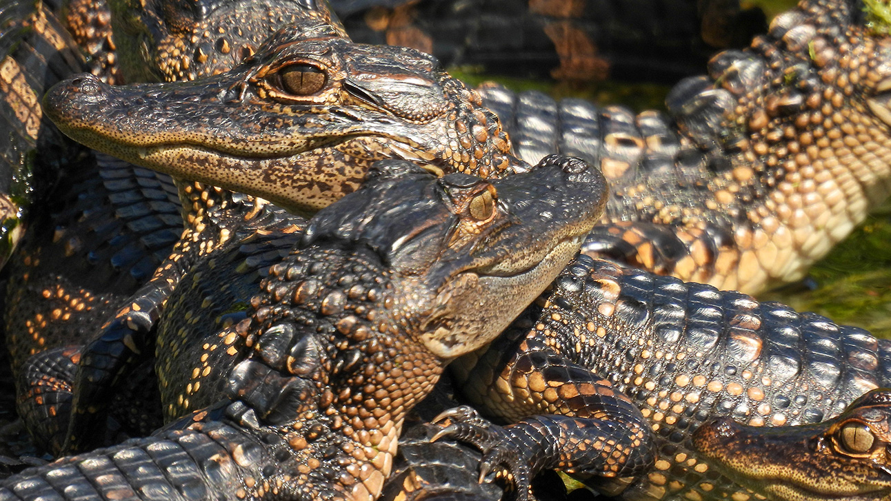 The Complete Guide to Wildlife Watching in Orlando 2026