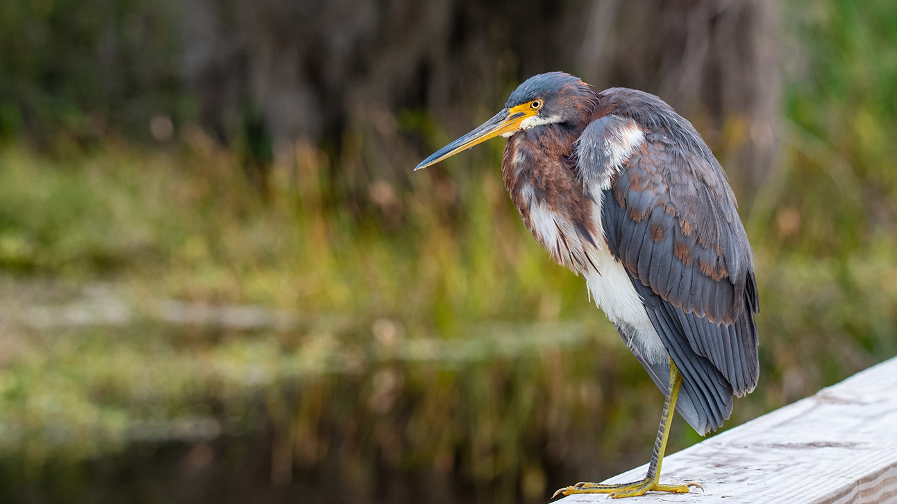 The Complete Guide to Wildlife Watching in Orlando 2026