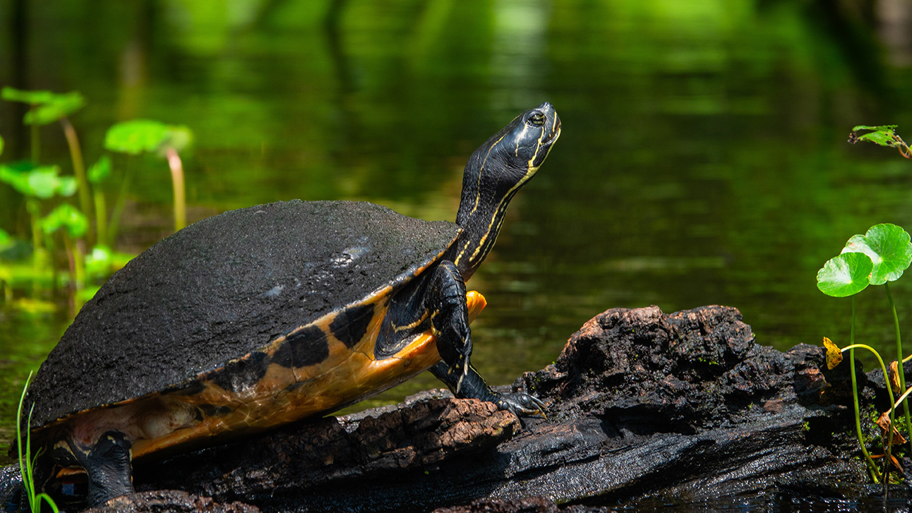 The Complete Guide to Wildlife Watching in Orlando 2026