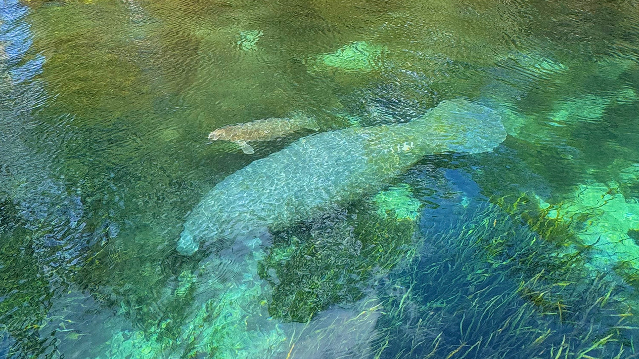 The Complete Guide to Wildlife Watching in Orlando 2026
