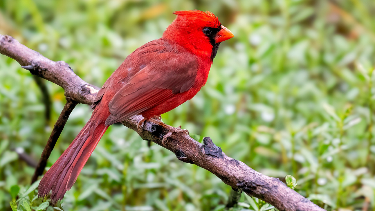 The Complete Guide to Wildlife Watching in Orlando 2026