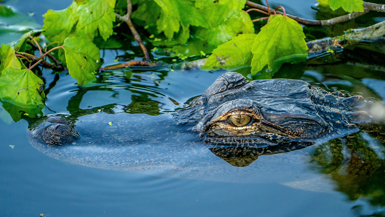 A Guide to Orlandos Outdoor Activities