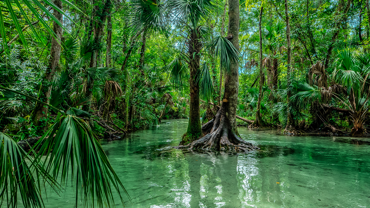 The Guide to the Best Rivers to Paddle in Florida